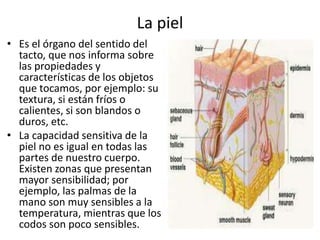 La piel
• Es el órgano del sentido del
tacto, que nos informa sobre
las propiedades y
características de los objetos
que tocamos, por ejemplo: su
textura, si están fríos o
calientes, si son blandos o
duros, etc.
• La capacidad sensitiva de la
piel no es igual en todas las
partes de nuestro cuerpo.
Existen zonas que presentan
mayor sensibilidad; por
ejemplo, las palmas de la
mano son muy sensibles a la
temperatura, mientras que los
codos son poco sensibles.
 