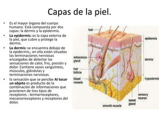 Capas de la piel.
• Es el mayor órgano del cuerpo
humano. Está compuesta por dos
capas: la dermis y la epidermis.
• La epidermis: es la capa externa de
la piel, que cubre y protege la
dermis.
• La dermis: se encuentra debajo de
la epidermis,; en ella están situadas
las terminaciones nerviosas
encargadas de detectar las
sensaciones de calor, frio, presión y
dolor. Contiene vasos sanguíneos,
músculos, glándulas y
terminaciones nerviosas.
• la sensación que se percibe Al tocar
un objeto es producto de la
combinación de informaciones que
provienen de tres tipos de
receptores : termorreceptores,
mecanorreceptores y receptores del
dolor.
 