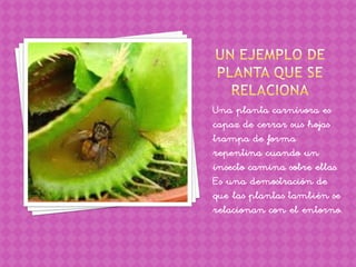Una planta carnívora es
capaz de cerrar sus hojas
trampa de forma
repentina cuando un
insecto camina sobre ellas.
Es una demostración de
que las plantas también se
relacionan con el entorno.
 