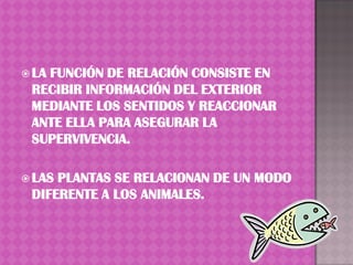  LA
   FUNCIÓN DE RELACIÓN CONSISTE EN
 RECIBIR INFORMACIÓN DEL EXTERIOR
 MEDIANTE LOS SENTIDOS Y REACCIONAR
 ANTE ELLA PARA ASEGURAR LA
 SUPERVIVENCIA.

 LASPLANTAS SE RELACIONAN DE UN MODO
 DIFERENTE A LOS ANIMALES.
 