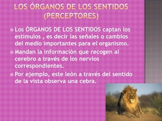  Los ÓRGANOS DE LOS SENTIDOS captan los
  estímulos , es decir las señales o cambios
  del medio importantes para el organismo.
 Mandan la información que recogen al
  cerebro a través de los nervios
  correspondientes.
 Por ejemplo, este león a través del sentido
  de la vista observa una cebra.
 