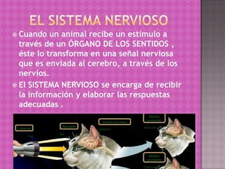  Cuando   un animal recibe un estímulo a
  través de un ÓRGANO DE LOS SENTIDOS ,
  éste lo transforma en una señal nerviosa
  que es enviada al cerebro, a través de los
  nervios.
 El SISTEMA NERVIOSO se encarga de recibir
  la información y elaborar las respuestas
  adecuadas .
 
