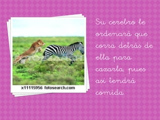 Su cerebro le
ordenará que
corra detrás de
ella para
cazarla, pues
así tendrá
comida.
 