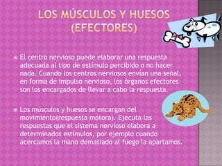    El centro nervioso puede elaborar una respuesta
    adecuada al tipo de estímulo percibido o no hacer
    nada. Cuando los centros nerviosos envían una señal,
    en forma de impulso nervioso, los órganos efectores
    son los encargados de llevar a cabo la respuesta.

   Los músculos y huesos se encargan del
    movimiento(respuesta motora). Ejecuta las
    respuestas que el sistema nervioso elabora a
    determinados estímulos, por ejemplo cuando
    acercamos la mano demasiado al fuego la apartamos.
 