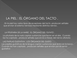  LA PIEL : EL ÓRGANO DEL TACTO . . En la piel hay varios tipos de receptores del tacto ,producen señales que envían al sistema nervioso mediante distintos nervios .LA PITUITARIA DE LA NARIZ : EL ÓRGANO DEL OLFATO .La pituitaria de la nariz captan sustancias que flotan en el aire . Cuando las ha captado , produce señales que envía a través del nervio olfatorioLAS PAPILAS GUSTATIVA : LOS ÓRGANOS DEL GUSTOLas papilas gustativas de la lengua captan sustancias que entra en la boca . Cuando las han captado , producen señales que envían por el nervio gustativo