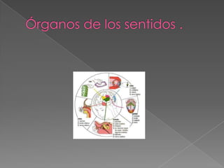 Órganos de los sentidos .