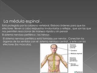 La médula espinal .Está protegida por la columna vertebral. Elabora órdenes para que los efectores  lleven a cabo respuestas involuntarias o reflejas , que son las que nos permiten reaccionar de manera rápida y sin pensarEl sistema nervioso periférico : los nervios .El sistema nervioso periférico está formado por nervios . Conectan los órganos de los sentidos con el  sistema nervioso central , y este con los efectores (los músculos).