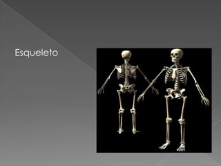 Esqueleto
