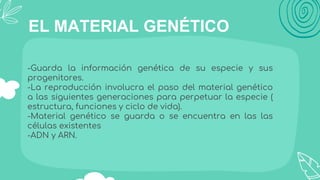 EL MATERIAL GENÉTICO
-Guarda la información genética de su especie y sus
progenitores.
-La reproducción involucra el paso del material genético
a las siguientes generaciones para perpetuar la especie (
estructura, funciones y ciclo de vida).
-Material genético se guarda o se encuentra en las las
células existentes
-ADN y ARN.
 
