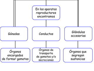 En los aparatos
reproductores
encontramos
Gónadas Conductos
Glándulas
accesorias
Órganos
encargados
de formar gametos
Órganos de
transporte
de gametos y/o
secreciones
Órganos que
segregan
sustancias
 