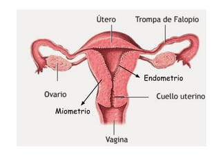 Miometrio
Endometrio
 
