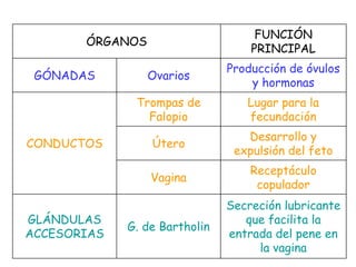 ÓRGANOS
FUNCIÓN
PRINCIPAL
GÓNADAS Ovarios
Producción de óvulos
y hormonas
CONDUCTOS
Trompas de
Falopio
Lugar para la
fecundación
Útero
Desarrollo y
expulsión del feto
Vagina
Receptáculo
copulador
GLÁNDULAS
ACCESORIAS
G. de Bartholin
Secreción lubricante
que facilita la
entrada del pene en
la vagina
 