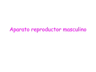Aparato reproductor masculino
 
