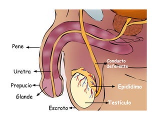 Prepucio
Glande
Uretra
Escroto
Testículo
Epidídimo
Conducto
deferente
Pene
 