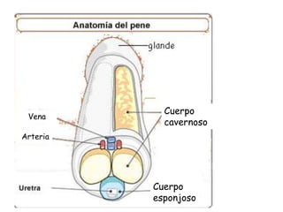 Cuerpo
cavernoso
Cuerpo
esponjoso
Vena
Arteria
 