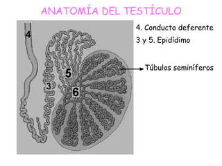 4. Conducto deferente
3 y 5. Epidídimo
ANATOMÍA DEL TESTÍCULO
Túbulos seminíferos
 