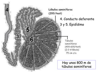 4. Conducto deferente
3 y 5. Epidídimo
Hay unos 800 m de
túbulos seminíferos
 