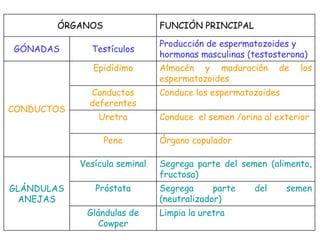 ÓRGANOS FUNCIÓN PRINCIPAL
GÓNADAS Testículos
Producción de espermatozoides y
hormonas masculinas (testosterona)
CONDUCTOS
Epidídimo Almacén y maduración de los
espermatozoides
Conductos
deferentes
Conduce los espermatozoides
Uretra Conduce el semen /orina al exterior
Pene Órgano copulador
GLÁNDULAS
ANEJAS
Vesícula seminal Segrega parte del semen (alimento,
fructosa)
Próstata Segrega parte del semen
(neutralizador)
Glándulas de
Cowper
Limpia la uretra
 