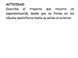 ACTIVIDAD:
Describe el trayecto que recorre un
espermatozoide desde que se forma en los
túbulos seminíferos hasta su salida al exterior
 