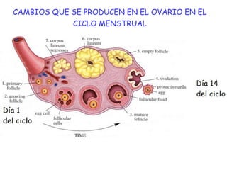 CAMBIOS QUE SE PRODUCEN EN EL OVARIO EN EL
CICLO MENSTRUAL
 