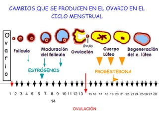O
v
a
r
i
o
CAMBIOS QUE SE PRODUCEN EN EL OVARIO EN EL
CICLO MENSTRUAL
1 2 3 4 5 6 7 8 9 10 11 12 13 15 16 17 18 19 20 21 22 23 24 25 26 27 28
14
OVULACIÓN
ESTRÓGENOS PROGESTERONA
 