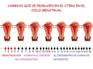 CAMBIOS QUE SE PRODUCEN EN EL ÚTERO EN EL
CICLO MENSTRUAL
1 2 3 4 5 6 7 8 9 10 11 12 1314 15 16 17 18 19 20 21 22 23 24 25 26 27 28
MENSTRUACIÓN AUMENTA EL GROSOR EL ENDOMETRIO SE CARGA DE
DEL ENDOMENTRIO NUTRIENTES
 