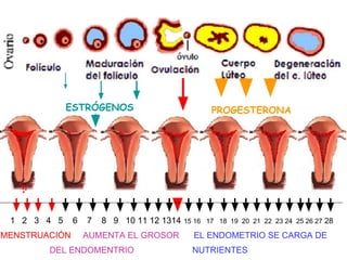 1 2 3 4 5 6 7 8 9 10 11 12 1314 15 16 17 18 19 20 21 22 23 24 25 26 27 28
MENSTRUACIÓN AUMENTA EL GROSOR EL ENDOMETRIO SE CARGA DE
DEL ENDOMENTRIO NUTRIENTES
ESTRÓGENOS PROGESTERONA
 