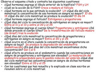 Observa el esquema citado y contesta las siguientes cuestiones:
• ¿Qué hormonas segrega el lóbulo anterior de la hipófisis? FSH y LH
• ¿Cuál es la acción de la FSH? Crece o madura el folículo
• ¿Qué hormona es la que estimula la ovulación? LH ¿Qué día del ciclo
menstrual la concentración de esa hormona en sangre es mayor? El día
14 ¿Qué día del ciclo menstrual se produce la ovulación? El día 14
• ¿Qué hormona segrega el folículo? Estrógenos y progesterona
• ¿Qué días del ciclo la concentración de estrógenos en sangre es mayor?
Entre el 11 y el 13 y entre el 20 y el 25
• ¿Qué hormonas segrega el cuerpo lúteo? Progesterona y estrógenos ¿Dé
donde procede el cuerpo lúteo? De la transformación del folículo maduro
(de Graaf) tras la ovulación
• ¿Qué días del ciclo menstrual la concentración de progesterona y
estrógenos en sangre es mayor? Entre el 20 y el 25
• ¿Qué ocurre en el útero cuando la concentración de progesterona en
sangre es baja? Se produce la degradación del endometrio
(menstruación) ¿En qué días del ciclo menstrual encontramos dicha
concentración? Del 1 al 5
• ¿Qué efecto se produce en el endometrio cuando las concentraciones en
sangre de progesterona y estrógenos son elevadas? La maduración del
endometrio preparándolo para la posible nidación del embrión ¿Qué días
del ciclo menstrual las concentraciones en sangre de dichas hormonas
son elevadas? Entre el 20 y el 25
• Con las cuestiones que has resuelto y lo explicado en clase escribe un
resumen sobre el ciclo menstrual.
 