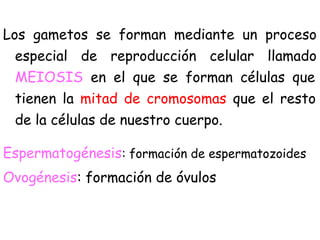 Los gametos se forman mediante un proceso
especial de reproducción celular llamado
MEIOSIS en el que se forman células que
tienen la mitad de cromosomas que el resto
de la células de nuestro cuerpo.
Espermatogénesis: formación de espermatozoides
Ovogénesis: formación de óvulos
 