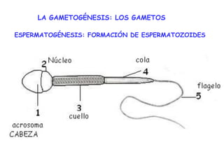 LA GAMETOGÉNESIS: LOS GAMETOS
ESPERMATOGÉNESIS: FORMACIÓN DE ESPERMATOZOIDES
 