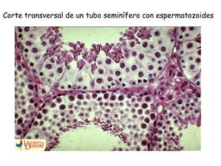 Corte transversal de un tubo seminífero con espermatozoides
 
