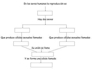 Hay dos sexos
Su unión se llama
Que produce células sexuales llamadas
En los seres humanos la reproducción es
Que produce células sexuales llamadas
Y se forma una célula llamada
 