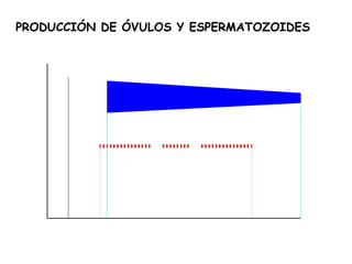 PRODUCCIÓN DE ÓVULOS Y ESPERMATOZOIDES
 