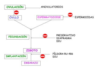 ÓVULO
OVULACIÓN
ESPERMATOZOIDE
ANOVULATORIOS
ESPERMICIDAS
PRESERVATIVO
DIAFRAGMA
DIU
ZIGOTO
EMBARAZO
FECUNDACIÓN
IMPLANTACIÓN
PÍLDORA RU-486
DIU
 