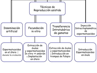 Técnicas de
Reproducción asistida
Inseminación
artificial
Fecundación
in vitro
Transferencia
Intratubárica
de gametos
Espermatozoides
en el útero ♀
durante la ovulación
Extracción de
óvulos
y espermatozoides
In vitro ⇒ embrión
⇒Implantación
en útero
Extracción de óvulos
y espermatozoides
⇒Introducción en
trompas de Falopio
Inyección
Intracitoplasmática
de
espermatozoides
Introducción
Espermatozoides
en óvulo
 