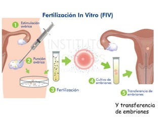 Y transferencia
de embriones
 