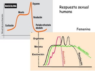 Femenina
Respuesta sexual
humana
 