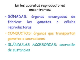 En los aparatos reproductores
encontramos:
• GÓNADAS: órganos encargados de
fabricar los gametos o células
reproductoras
• CONDUCTOS: órganos que transportan
gametos o secreciones
• GLÁNDULAS ACCESORIAS: secreción
de sustancias
 