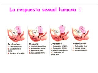 La respuesta sexual humana ♀
 