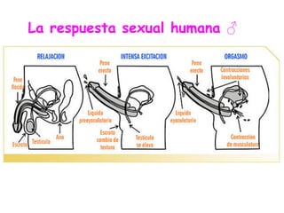 La respuesta sexual humana ♂
 