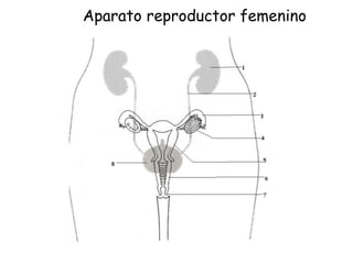 Aparato reproductor femenino
 