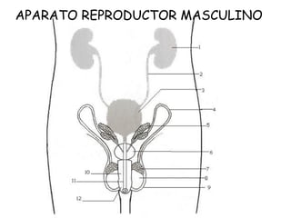 APARATO REPRODUCTOR MASCULINO
 