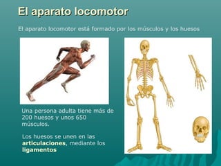 El aparato locomotorEl aparato locomotor
El aparato locomotor está formado por los músculos y los huesos
Una persona adult...