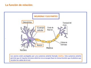 . La función de relación: NEURONA Y SUS PARTES Los axones están protegidos por una sustancia aislante llamada  mielina . Esta sustancia aislante permite que el impulso nervioso eléctrico no se escape (hace la misma función que el plástico que recubre los cables de la luz) 