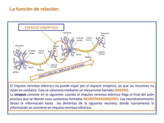 . La función de relación: DIRECCIÓN DEL IMPULSO NERVIOSO ESPACIO SINÁPTICO El impulso nervioso eléctrico no puede viajar por el espacio sináptico, ya que las neuronas no están en contacto. Esto se soluciona mediante un mecanismo llamado  SINAPSIS . La  sinapsis  consiste en lo siguiente: cuando el impulso nervioso eléctrico llega al final del axón provoca que se liberen unas sustancias llamadas  NEUROTRANSMISORES . Los neurotransmisores llevan la información hasta  las dendritas de la siguiente neurona, donde nuevamente la información se convierte en impulso nervioso eléctrico. 