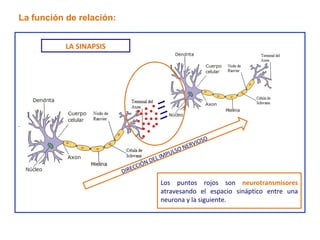 . La función de relación: DIRECCIÓN DEL IMPULSO NERVIOSO LA SINAPSIS Los puntos rojos son  neurotransmisores  atravesando el espacio sináptico entre una neurona y la siguiente. 