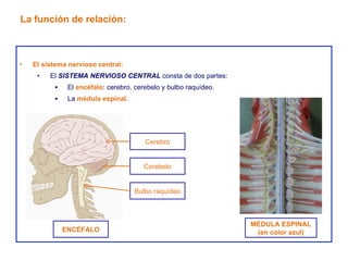 El sistema nervioso central: El  SISTEMA NERVIOSO CENTRAL  consta de dos partes: El  encéfalo : cerebro, cerebelo y bulbo raquídeo. La  médula espinal . La función de relación: MÉDULA ESPINAL (en color azul) ENCÉFALO Cerebelo Cerebro Bulbo raquídeo 