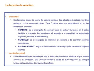 El encéfalo: Es el principal órgano de control del sistema nervioso. Está situado en la cabeza, muy bien protegido por los huesos del cráneo. Tiene 3 partes, cada una especializada en un tipo diferente de funciones: CEREBRO : es el encargado de controlar todos los actos voluntarios; en él están también la memoria, las emociones, el lenguaje y la capacidad de aprendizaje cognitivo (mediante el pensamiento). CEREBELO : es el encargado de mantener el equilibrio y de coordinar nuestros movimientos. BULBO RAQUÍDEO : regula el funcionamiento de la mayor parte de nuestros órganos internos. La médula espinal: Es la continuación del encéfalo por todo el interior de la columna vertebral, cuyos huesos ayudan a su protección. Está unida al encéfalo a través del bulbo raquídeo. Su principal función es la producción de movimientos reflejos. La función de relación: 