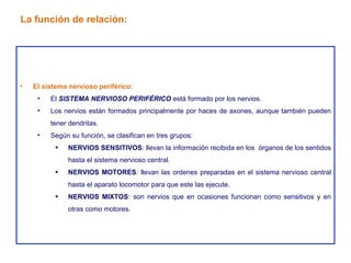 El sistema nervioso periférico: El  SISTEMA NERVIOSO PERIFÉRICO  está formado por los nervios. Los nervios están formados principalmente por haces de axones, aunque también pueden tener dendritas. Según su función, se clasifican en tres grupos: NERVIOS SENSITIVOS : llevan la información recibida en los  órganos de los sentidos hasta el sistema nervioso central. NERVIOS MOTORES : llevan las ordenes preparadas en el sistema nervioso central hasta el aparato locomotor para que este las ejecute. NERVIOS MIXTOS : son nervios que en ocasiones funcionan como sensitivos y en otras como motores. La función de relación: 
