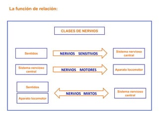La función de relación: Sistema nervioso central Sentidos CLASES DE NERVIOS NERVIOS  SENSITIVOS Aparato locomotor Sistema nervioso central NERVIOS  MOTORES Sistema nervioso central Sentidos Aparato locomotor NERVIOS  MIXTOS 
